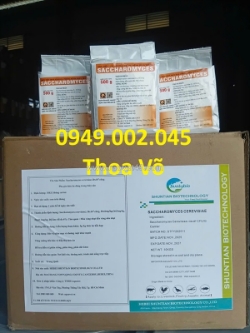 Saccharomyces cerevisiae – tăng sức khỏe đường ruột tôm cá