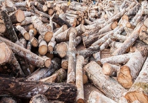 Sử dụng củi băm trong lò hơi