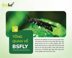 Thành phần dinh dưỡng của ruồi lính đen: nền tảng cho chuỗi giá trị nông nghiệp xanh