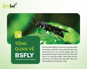 Thành phần dinh dưỡng của ruồi lính đen: nền tảng cho chuỗi giá trị nông nghiệp xanh