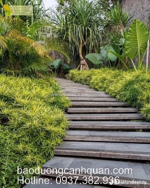 Thiết kế và thi công cảnh quan sân vườn ở đồng nai,hcm