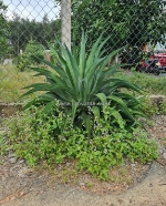 Bán nhà mặt tiền na7 ngang 10m, dài 20m, hướng nam, gần chợ 78 79. đường lớn