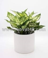 Cây phong thuỷ: sự lựa chọn hoàn hảo để thu hút tài lộc