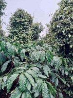 Đất rẫy 2 hecta trồng cà phê, tiêu, sầu riêng xen canh đăk lăk