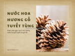 Khám phá nước hoa gỗ tuyết tùng cùng ngoan xinh thơm!