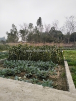 Siêu phẩm lô đất cho các nhà đầu tư tại hiệp hòa bắc giang giá 5xx bán nhanh