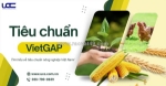 Tiêu chuẩn vietgap là gì? các yêu cầu của tiêu chuẩn vietgap