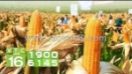 Có nên ăn ngô biến đổi gen không ?