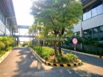 Cung cấp cây xanh văn phòng, cây xanh đô thị, vỉa hè uy tín đồng nai