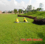 Dịch vụ bảo dưỡng cây xanh thường xuyên uy tín ở đồng nai