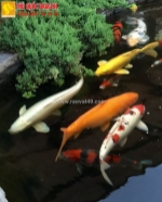 Dịch vụ chăm sóc và vệ sinh hồ koi chuyên nghiệp tại đồng nai,hcm