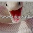 Giấc chiêm bao nằm mơ thấy rắn bao về điều xấu hay điều tốt?