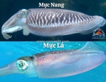 Mực nang khác mực lá