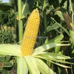 Ngô biến đổi gen và giá trị mang lại ở việt nam