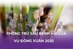 Phòng trừ sâu bệnh hại lúa vụ đông xuân 2025