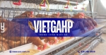Tiêu chuẩn vietgahp chăn nuôi gà- những điều bạn cần biết