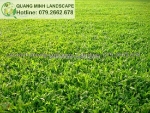 Trồng cỏ lá gừng, cỏ khuôn viên , cỏ sân golf uy tín ở đồng nai, hcm