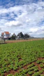 Bán 206.9m2 đất thị trấn liên nghĩa - đức trọng, giá 1 tỷ 350