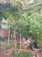 Bán đất thổ cư rẻ - p. tân thới nhất, q12 - 75 m2 - gần  ql1a - hẻm ôtô - chỉ