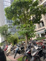 Bán shop chân đế chung cư vinhomes ocean park – gia lâm, hà nội – 80m² vị trí