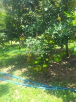 Bạn vè quê gửi bản vườn cây ăn trái tại bình dương