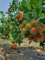 Bán vường cây ăn trái ( hơn 5000m2 ) 5 sào 1,3 tỉ