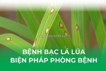 Bệnh bạc lá lúa-phòng bệnh hiệu quả