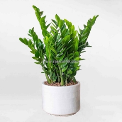 Cây kim tiền - biểu tượng của sự giàu có và thịnh vượng, phù hợp đặt tại bàn làm việc