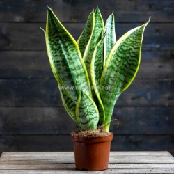 Cây lưỡi hổ - biểu tượng của sự giàu có và thịnh vượng, phù hợp đặt tại bàn làm việc