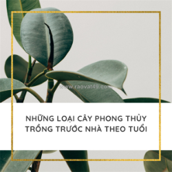 Cây phong thủy - ươm an yên