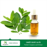 Chiết xuất lá ổi nguyên liệu mỹ phẩm chống viêm