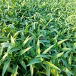 Hướng dẫn cách trồng rau muống nước hiệu quả