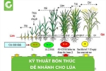 Kỹ thuật bón thúc đẻ nhánh cho lúa
