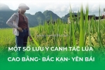 Lưu ý canh tác lúa tỉnh cao bằng, bắc kạn, yên bái