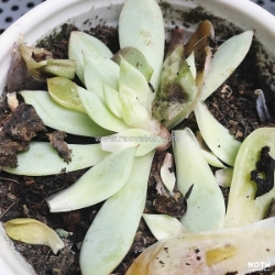 Nên làm gì khi sen đá bị nấm