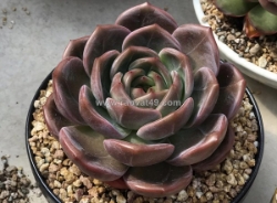 Sen đá nâu (echeveria) - loại sen đá dễ trồng nhất cho người mới bắt đầu