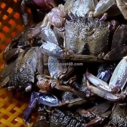 Sóc trăng – thiên đường của những loại mắm trứ danh