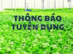 Tuyển dụng nhân viên sơ chế rau thủy canh