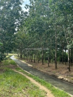 Buôn đôn- đắk lắk dt 3.6ha thực tế 4ha có nhà cấp 4, sẵn nguồn nước, điện, sẵn