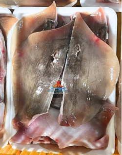 Cá đuối