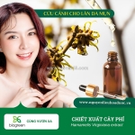 Chiết xuất cây phỉ – nguyên liệu chăm sóc và bảo vệ da từ sâu bên trong