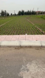 Chính chủ bán đất nền ven biển quất lâm