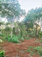 Đất đỏ bazan - đăk lăk - 1.3ha giá chỉ 650 triệu/sào! cuôr đăng giáp hòa