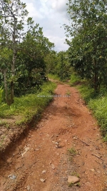 Ea sin- krong búk- đắk lắk dt 6889m2 thực tế 7500m2 full sầu riêng, tiêu, cà