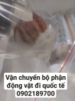 Gửi mẫu giáp xác, mẫu động vật đi đức, anh, pháp, đức