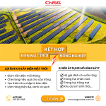 Kết hợp điện mặt trời với nông nghiệp - lợi ích nhân đôi