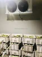 Lắp đặt kho mát trữ trái cây, củ quả tại quận 12 liên hệ báo giá 0947.459.479