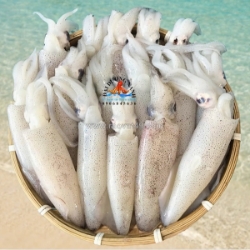 Mực ống trứng