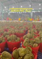 Pallet nhựa, cần xé nhựa đựng sầu riêng, trái cây, nông sản, lót mít giá rẻ