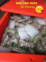 Thùng đá mỏ neo 800l chính hãng, giá ưu đãi, giao hàng toàn quốc